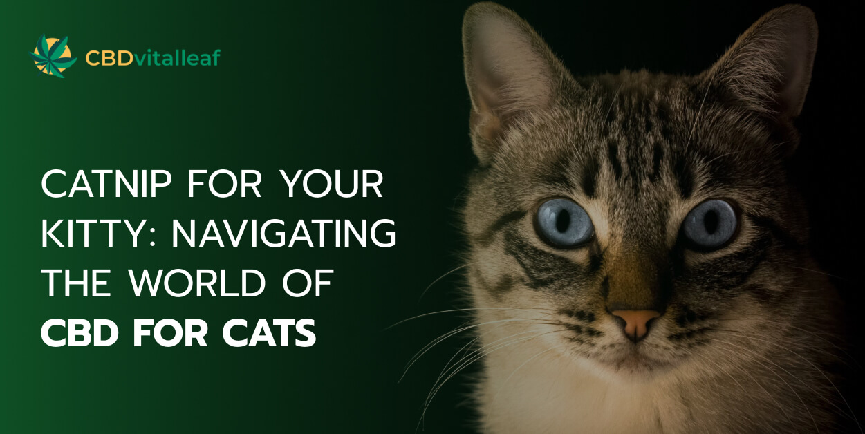 Catnip for Your Kitty: Navigating the World of CBD for Cats