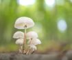 how to cultivate mushroom at home