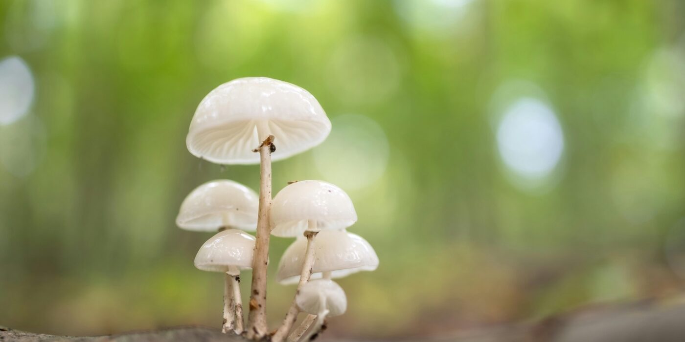 how to cultivate mushroom at home