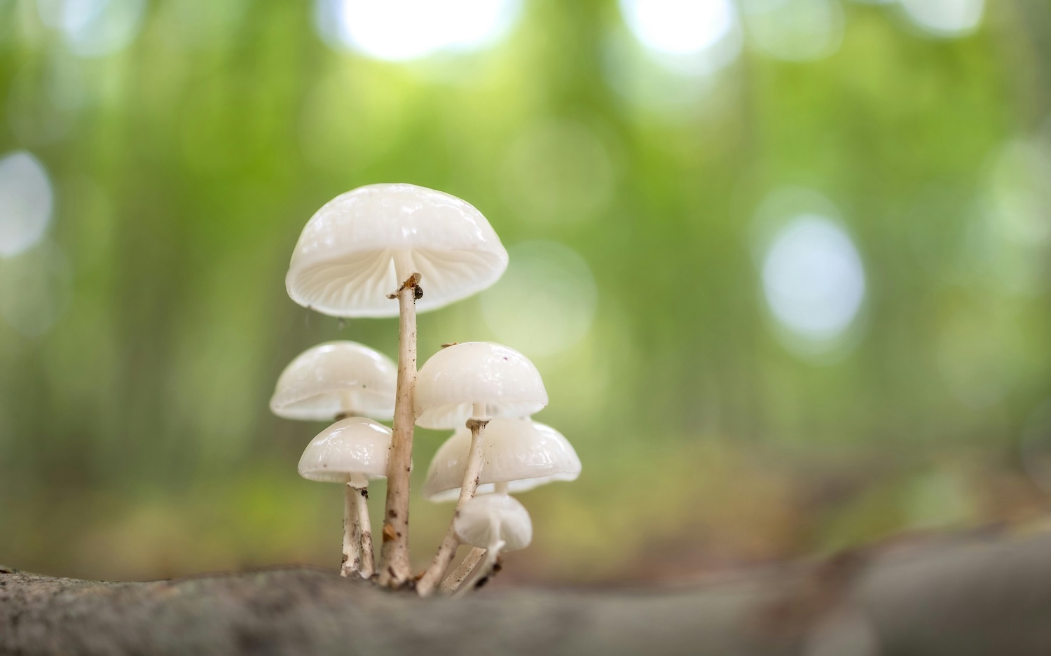 how to cultivate mushroom at home