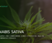 Cannabis sativa